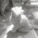 Silvershed 2.0 avatar